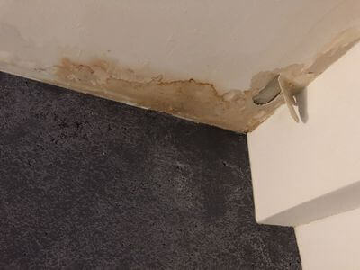 Professional mold removal services in Newark